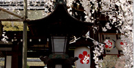 灯籠と桜