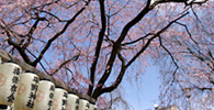 この桜はずいぶんピンク色ですね