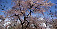 境内は桜の園です