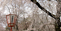 まだまだあります桜の写真