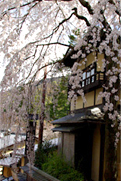 風情あふれる通りに枝垂れ桜