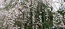 龍安寺のしだれ桜