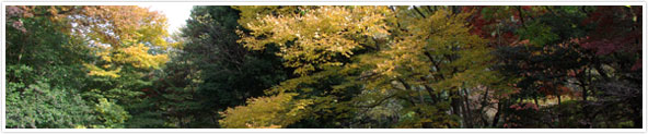 紅葉に染まる有栖川宮記念公園