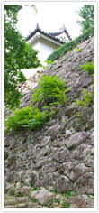 築城当初から残る
「ごぼう積み」の石垣