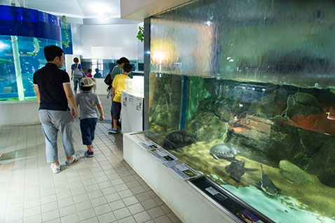 かすみがうら市水族館 ふるさと納税してプラスeチケットをもらってみた