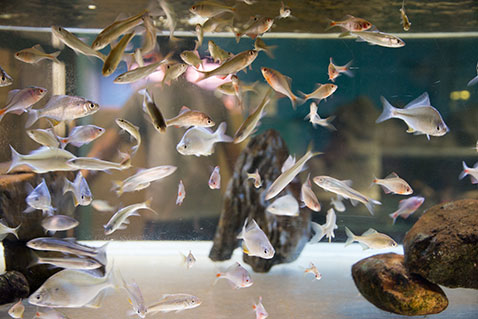 かすみがうら市水族館 ふるさと納税してプラスeチケットをもらってみた