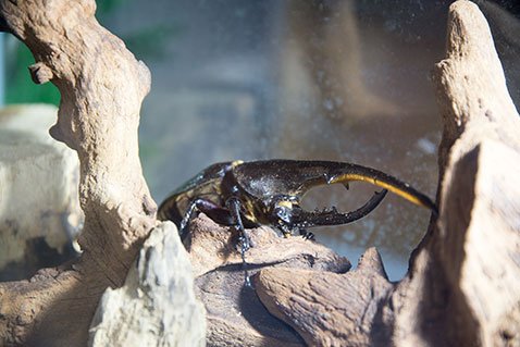 かすみがうら市水族館 ふるさと納税してプラスeチケットをもらってみた