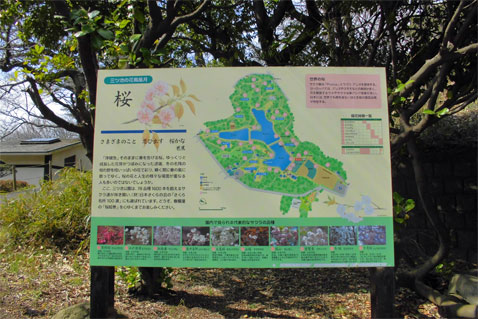 三ツ池公園_桜の種類