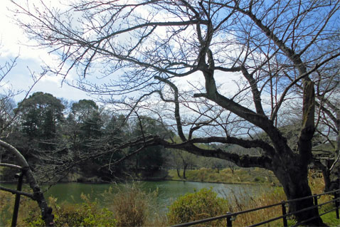 三ツ池公園_桜つぼみ