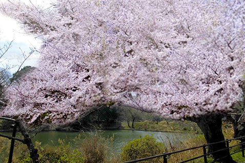 三ツ池公園_桜満開イメージ