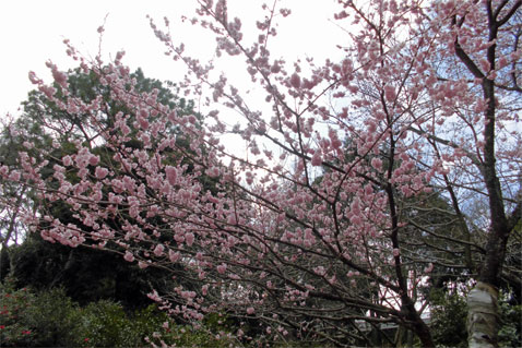 三ツ池公園_桜