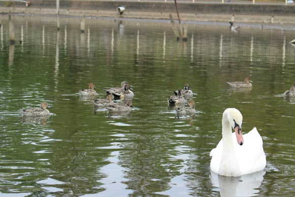 水面を仲良く泳ぐ水鳥たち