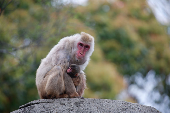 岩の上で小猿を抱く母猿