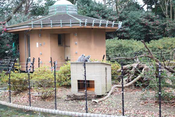 小さな小屋の屋根に座る猿