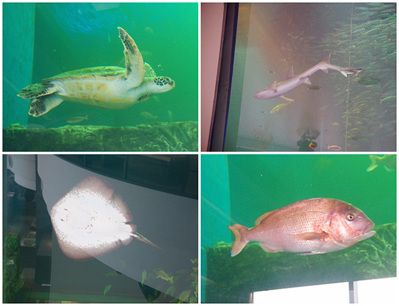 水槽で出会える生き物