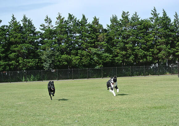 アスレチックに水遊び ふなばしアンデルセン公園 を楽しんできた