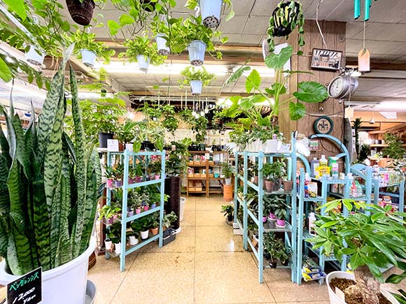 観葉植物であふれる店内