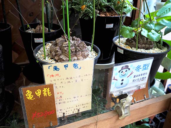 亀の甲羅のような植物