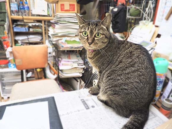 カウンターで座るキジトラの猫