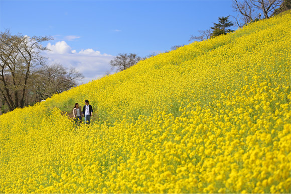 一面の菜の花畑