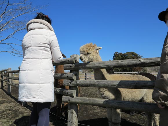 アルパカにエサをあげる女性