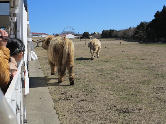 もこもこした大きい動物