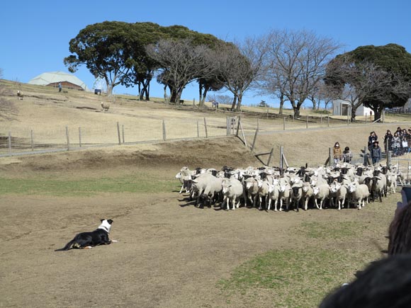 牧羊犬の前でぴたりと停止