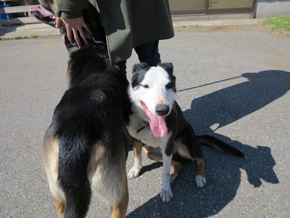 ２匹の牧羊犬