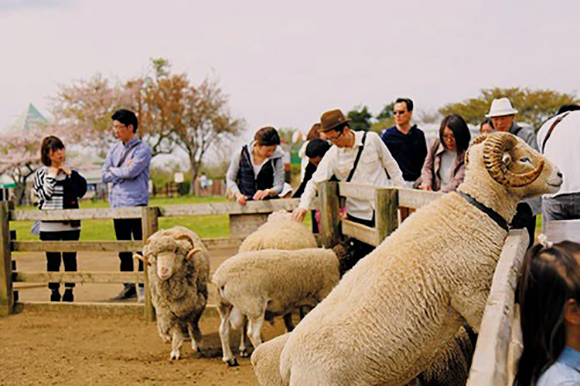 羊と戯れる人たち