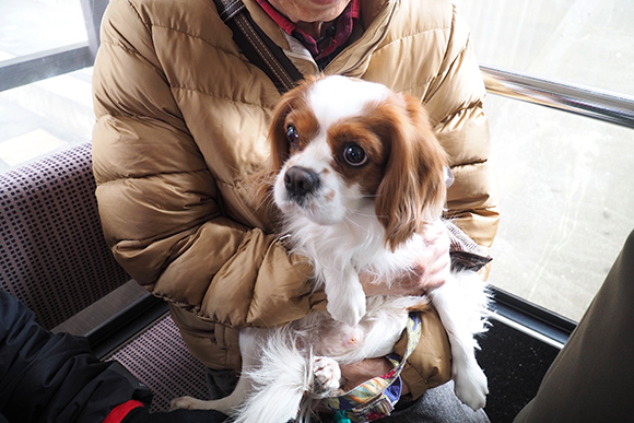 小型犬なら同乗が可能