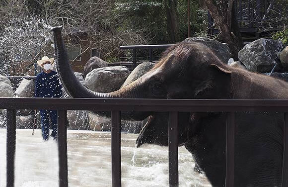 水に入るぞうと飼育員