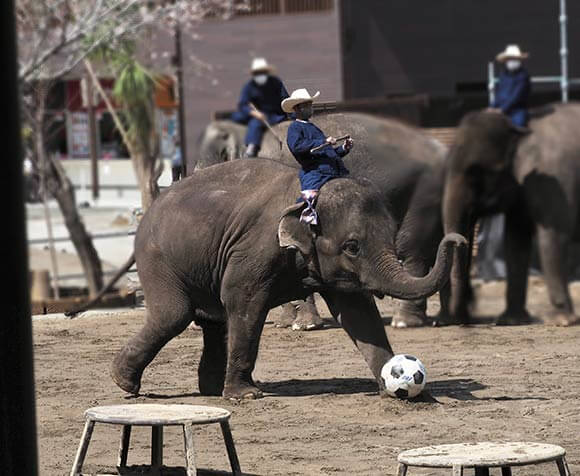 サッカーボールを蹴るぞう