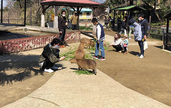 自由に触れ合うカピバラとお客さん