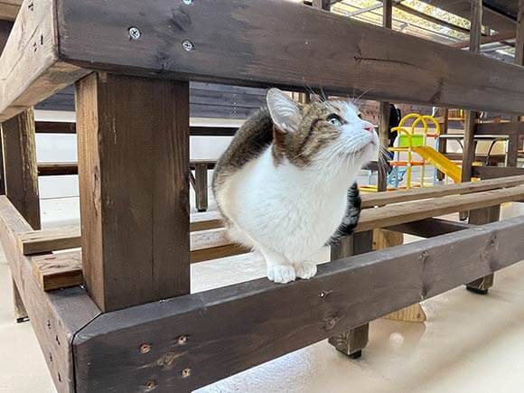 寝そべるハチワレねこ