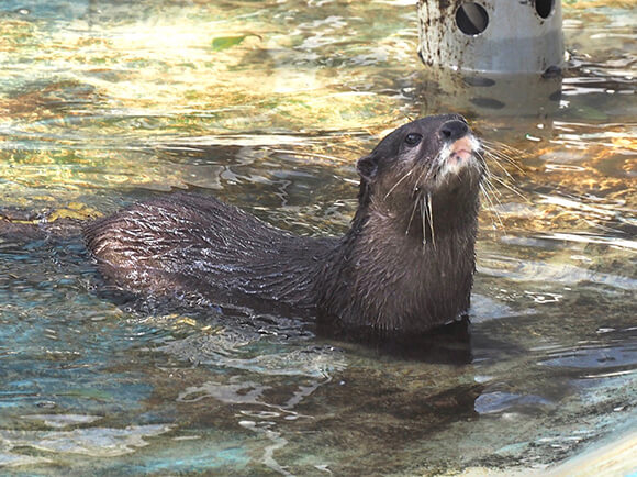 水面に顔を出して泳ぐカワウソ