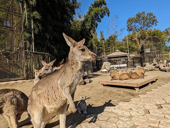 広い通路を自由に歩く動物たち