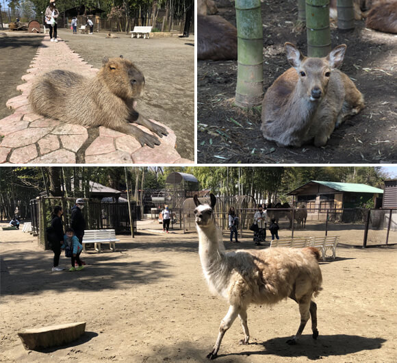 カピバラやアルパカたち