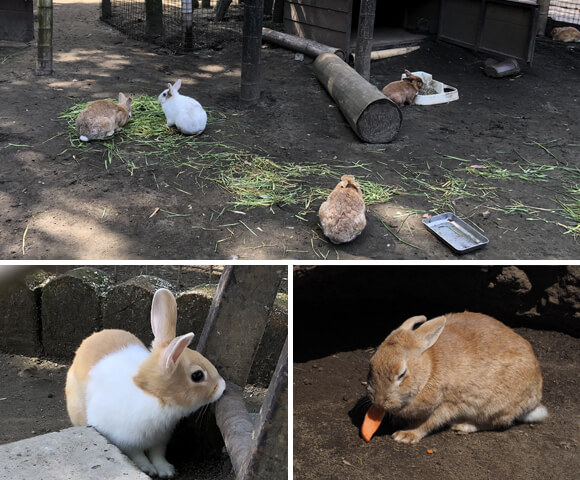 さまざまな色や模様のうさぎたち