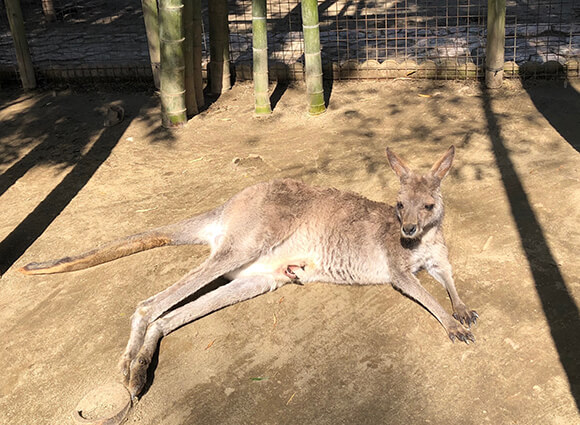 日向に寝そべるカンガルー