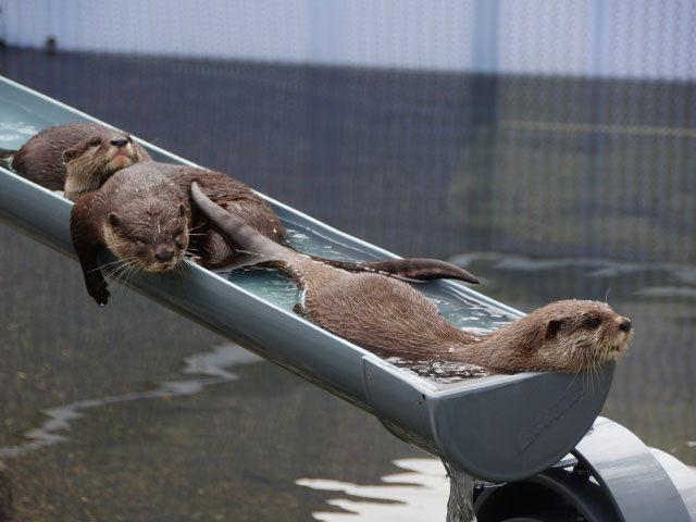 水の入った筒で遊ぶカワウソ