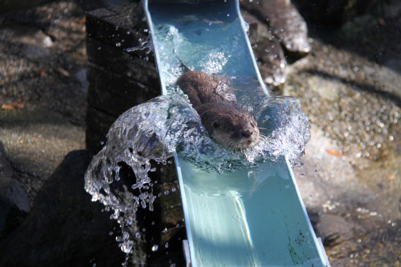 水と一緒に流れるカワウソ