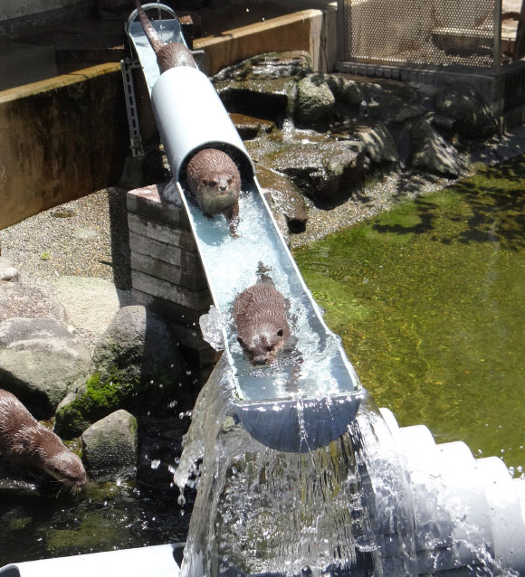 "流しカワウソ"とは！？
            市川で出会える色々な動物
            市川（千葉県）