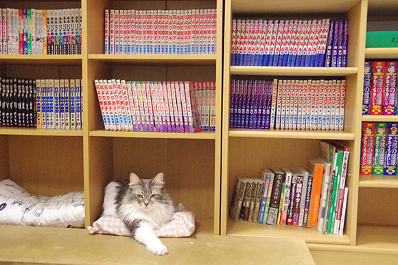 本棚でくつろぐ毛足の長い猫