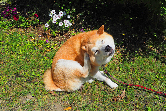 頭を掻く柴犬の一休さん