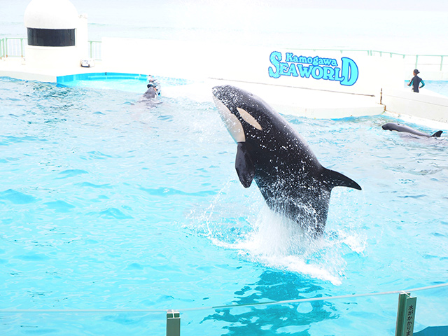 シャチがジャンプする姿