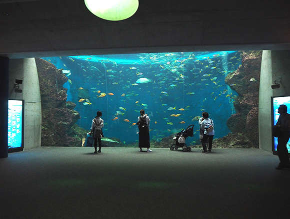 数種類の魚が暮らす巨大水槽