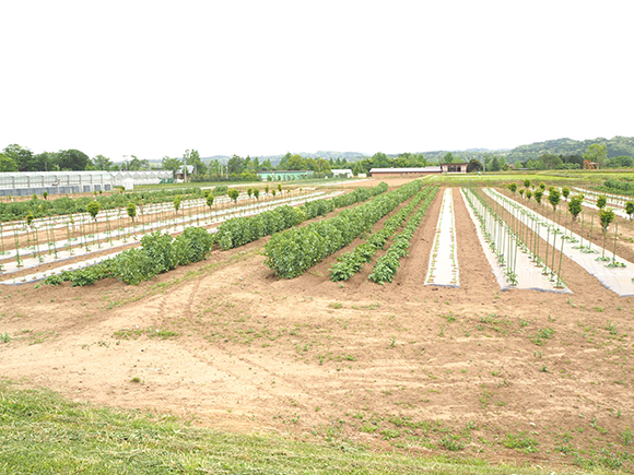 様々な野菜が栽培されている畑