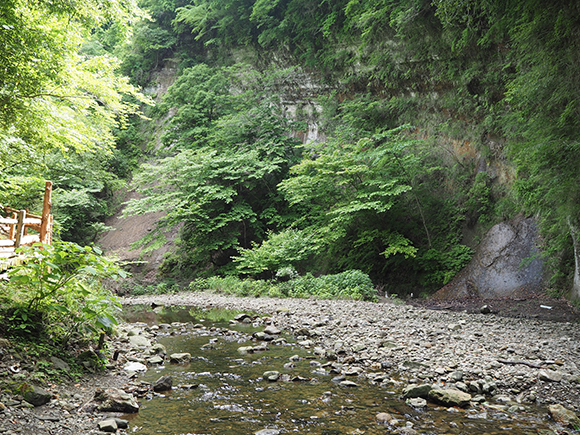 緑に囲まれた小川