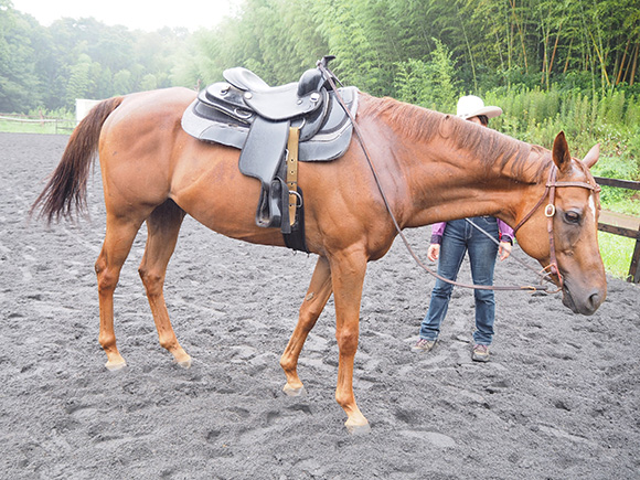 栗毛の馬