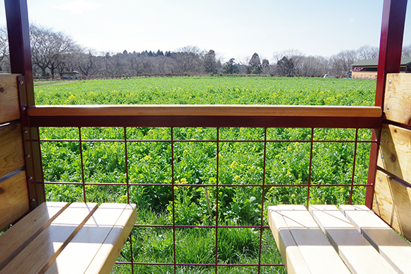 座席の向こうに広がる菜の花畑